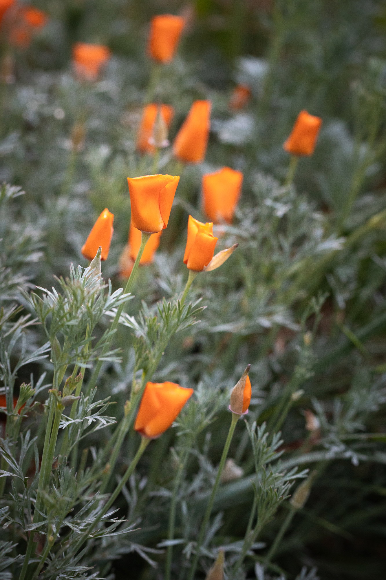 Early morning California Poppies that haven't fully opened yet, showing off the silver foliage.