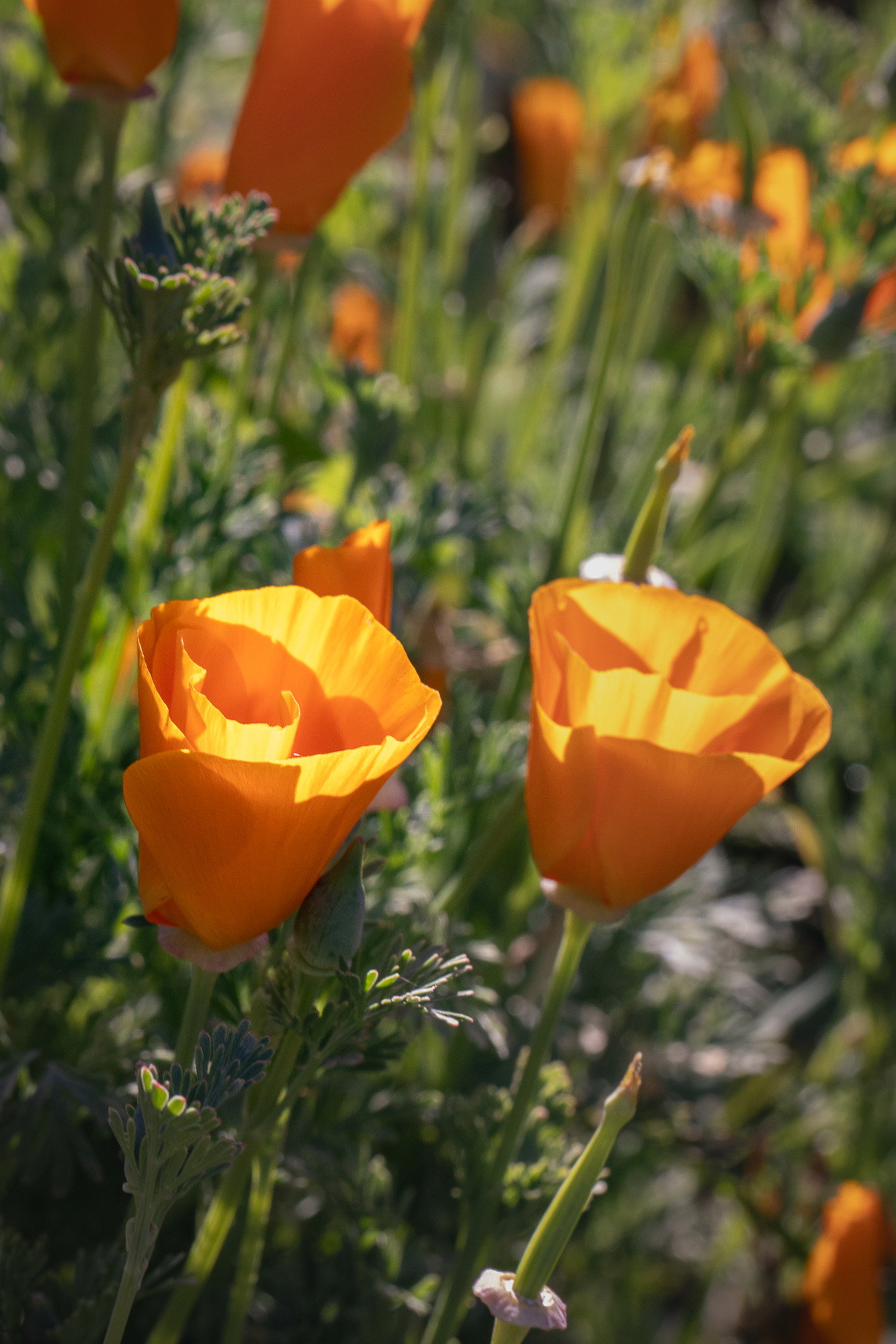 A pair of California Golden Poppies