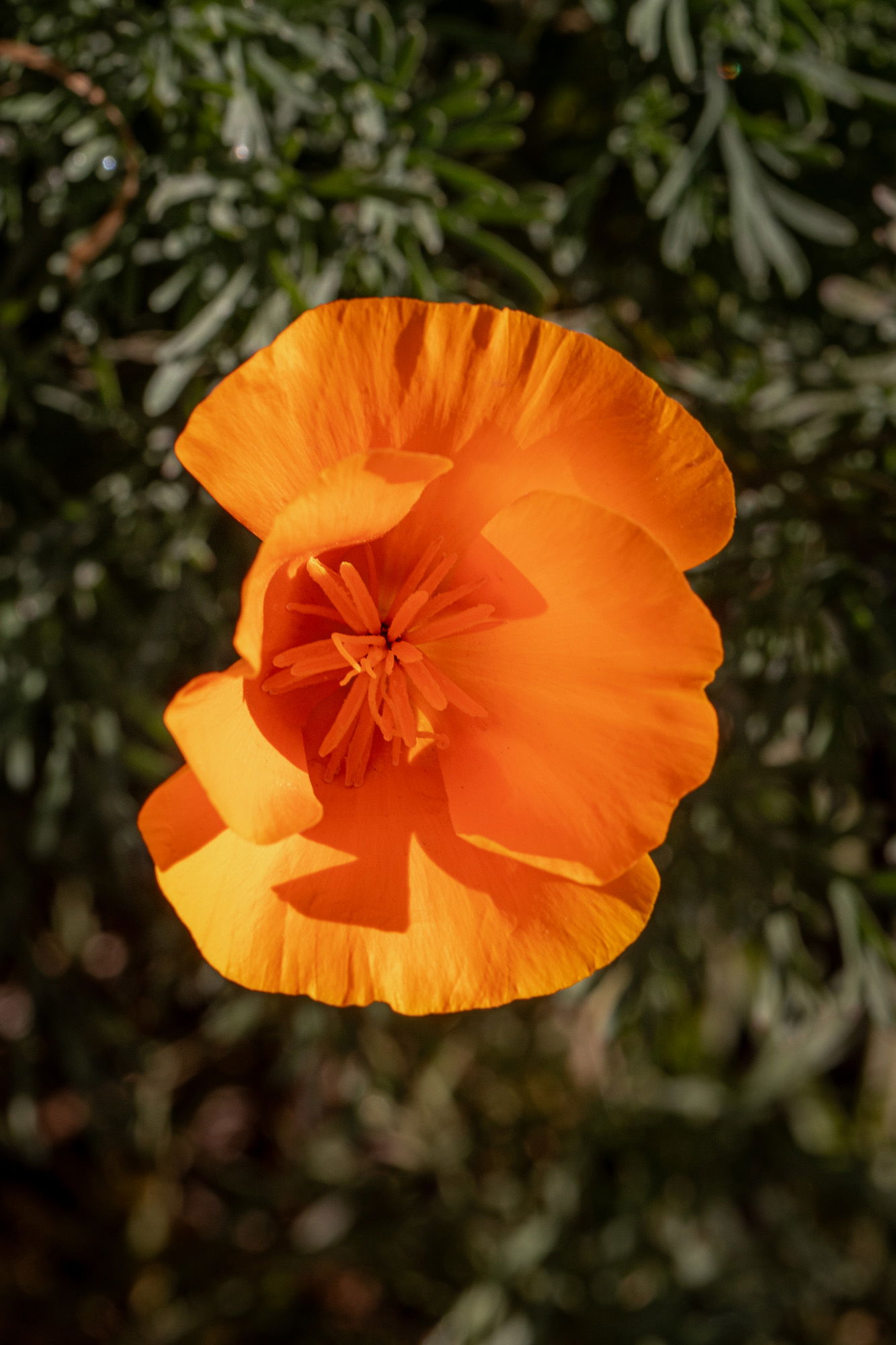 A single California golden poppy