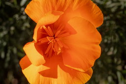 A single California golden poppy