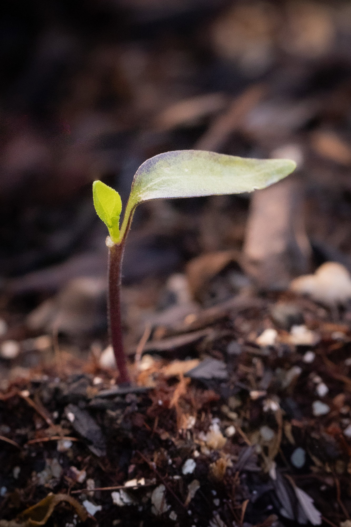 Cayenne mirchi seedling