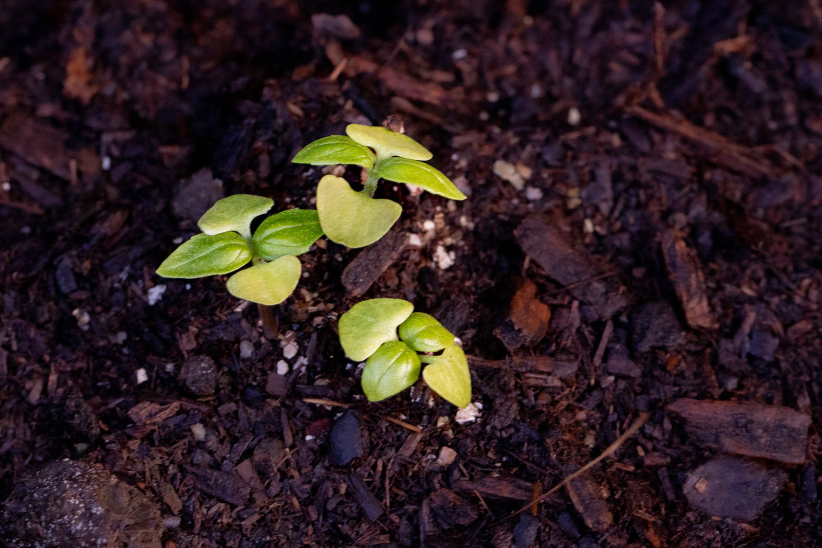 Basil seedlings