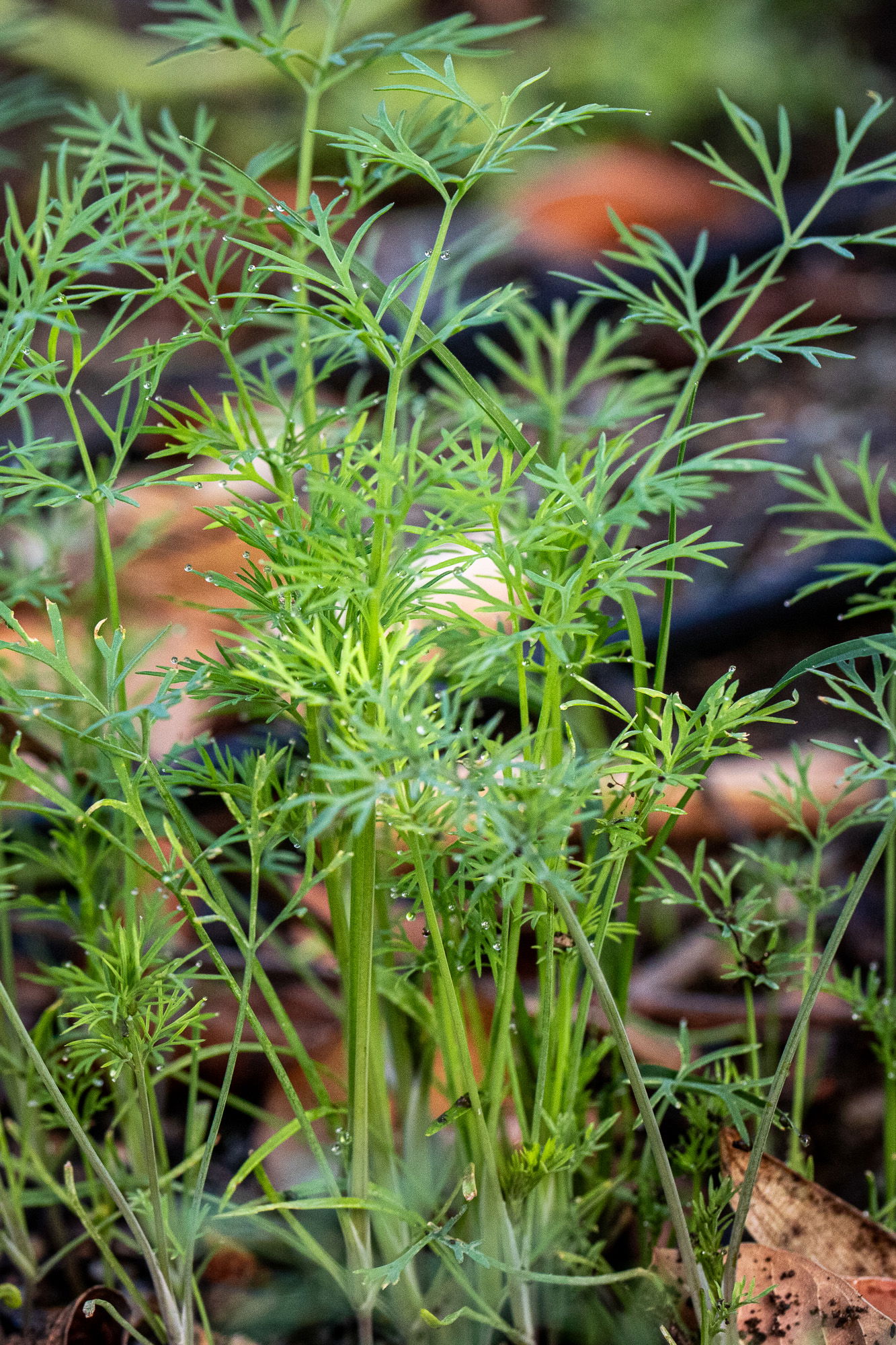 Cluster of young dill plants