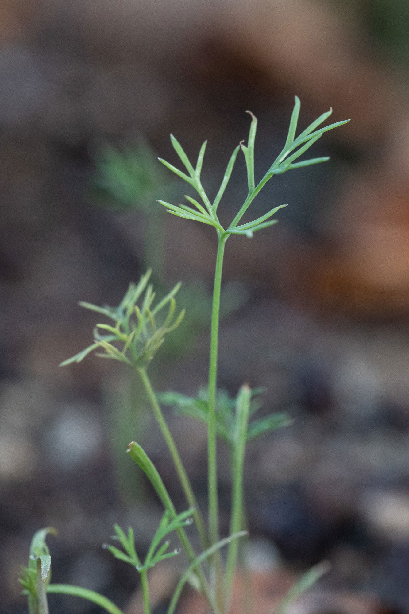 A few young dill fronds