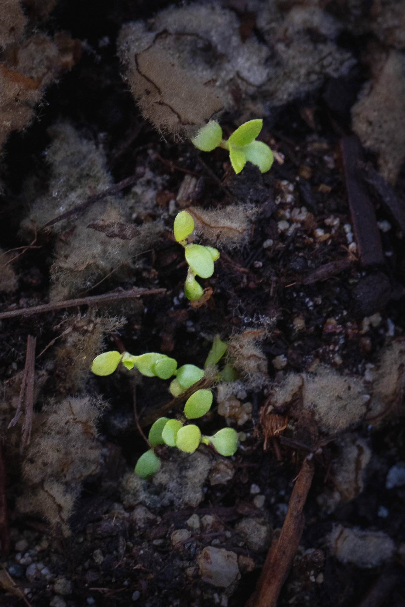Eclipta seedlings