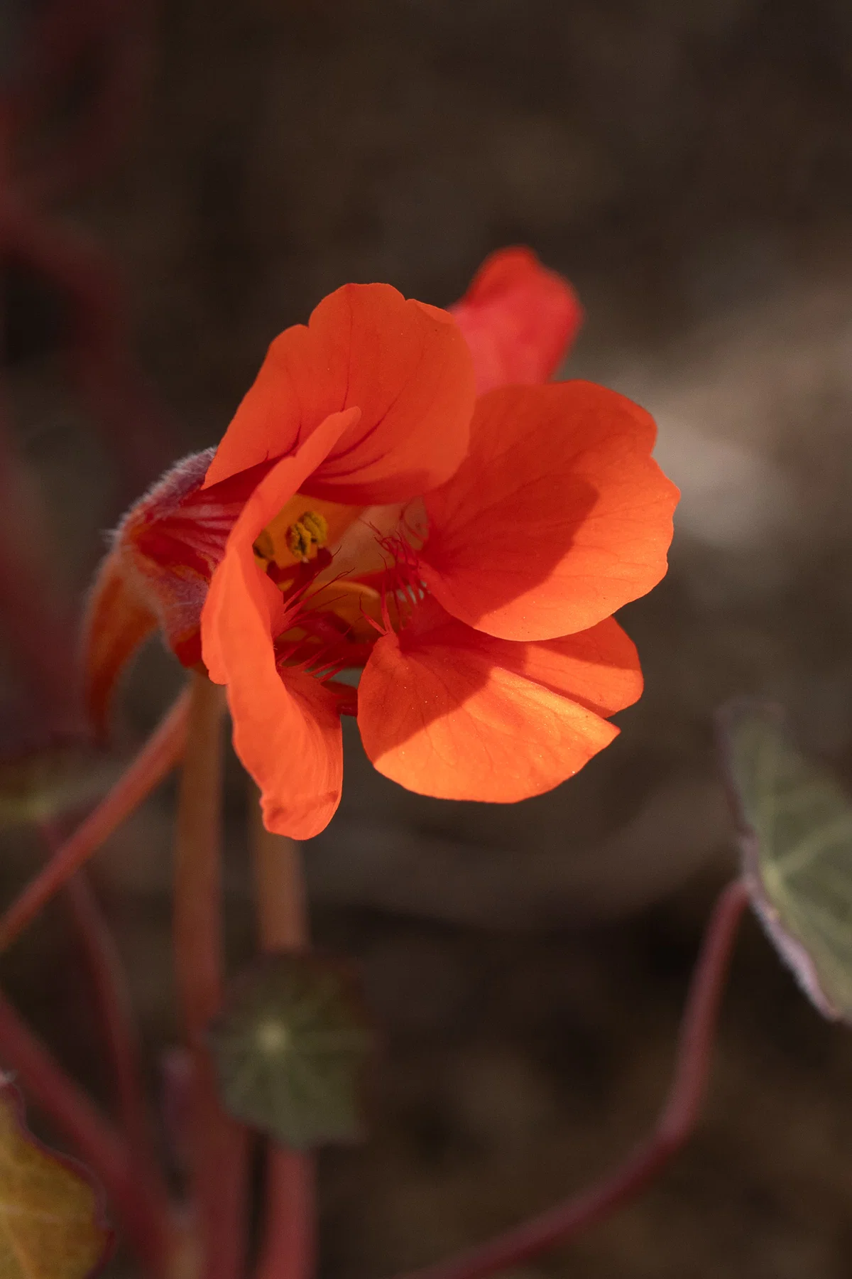 Empress of India flower bud