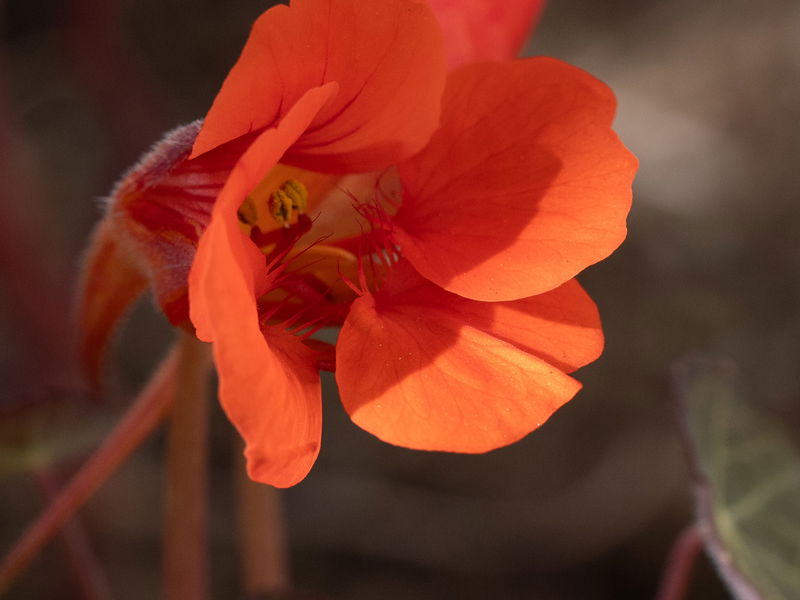 Empress of India Nasturtium Seeds