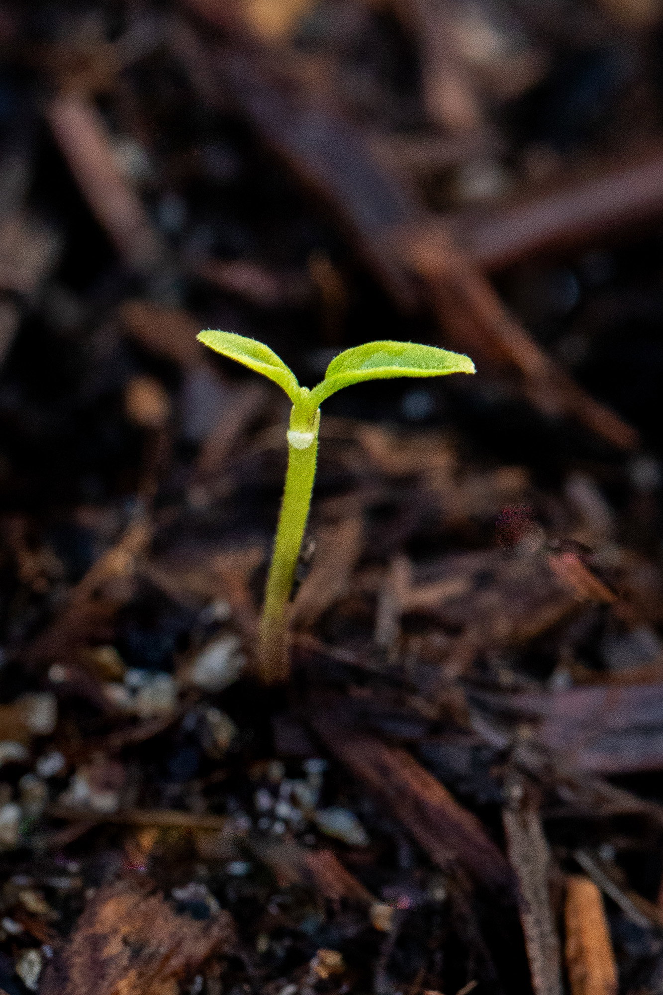 Guntur seedling