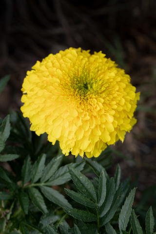 How to Grow Marigolds From Seed