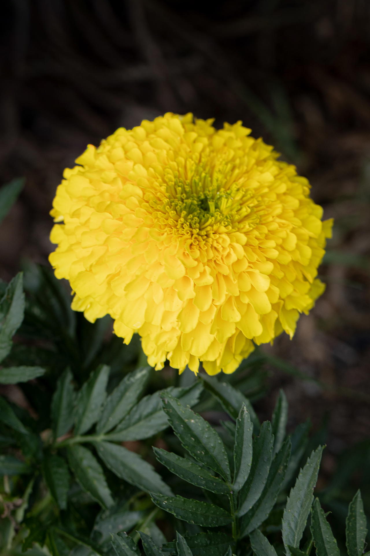 Inca 2 yellow marigold