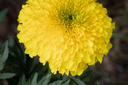 How to Grow Marigolds From Seed