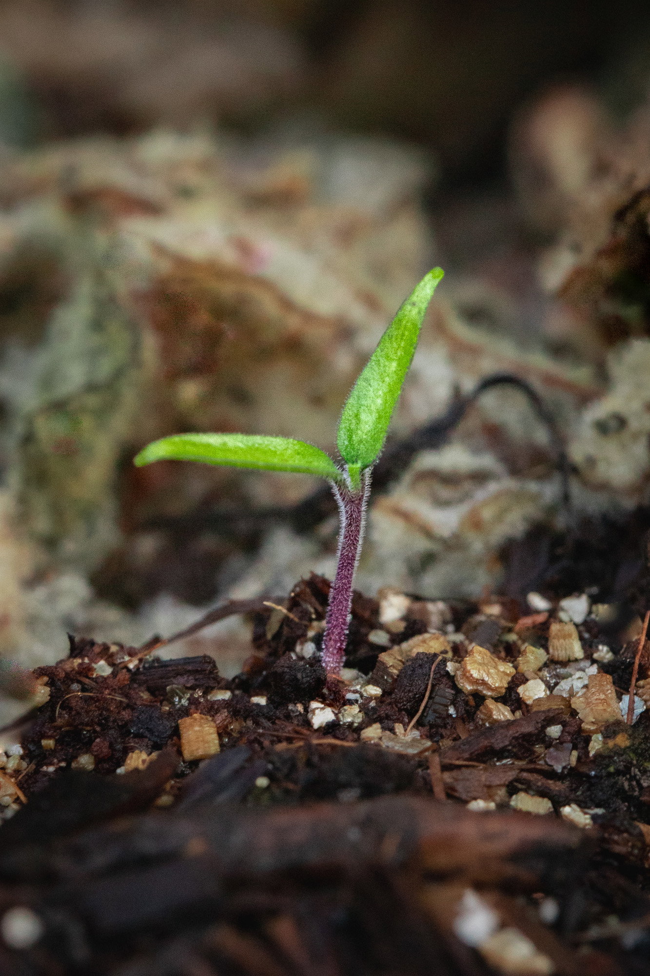 Kanthari mirch ssedling