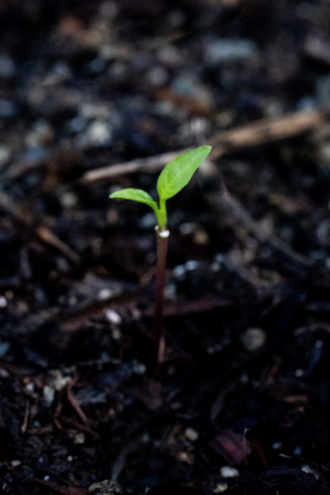 Kashmiri chili seedling in soil