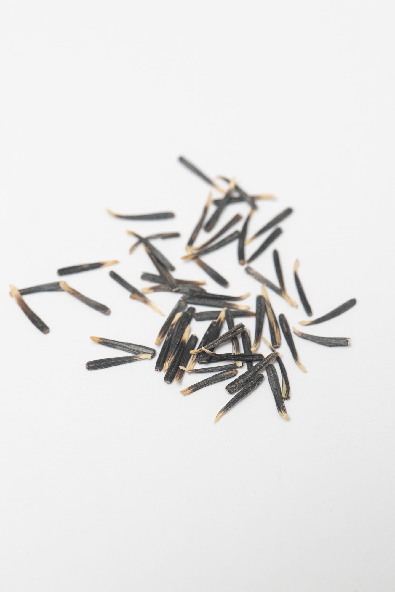 Marigold Inca 2 seeds