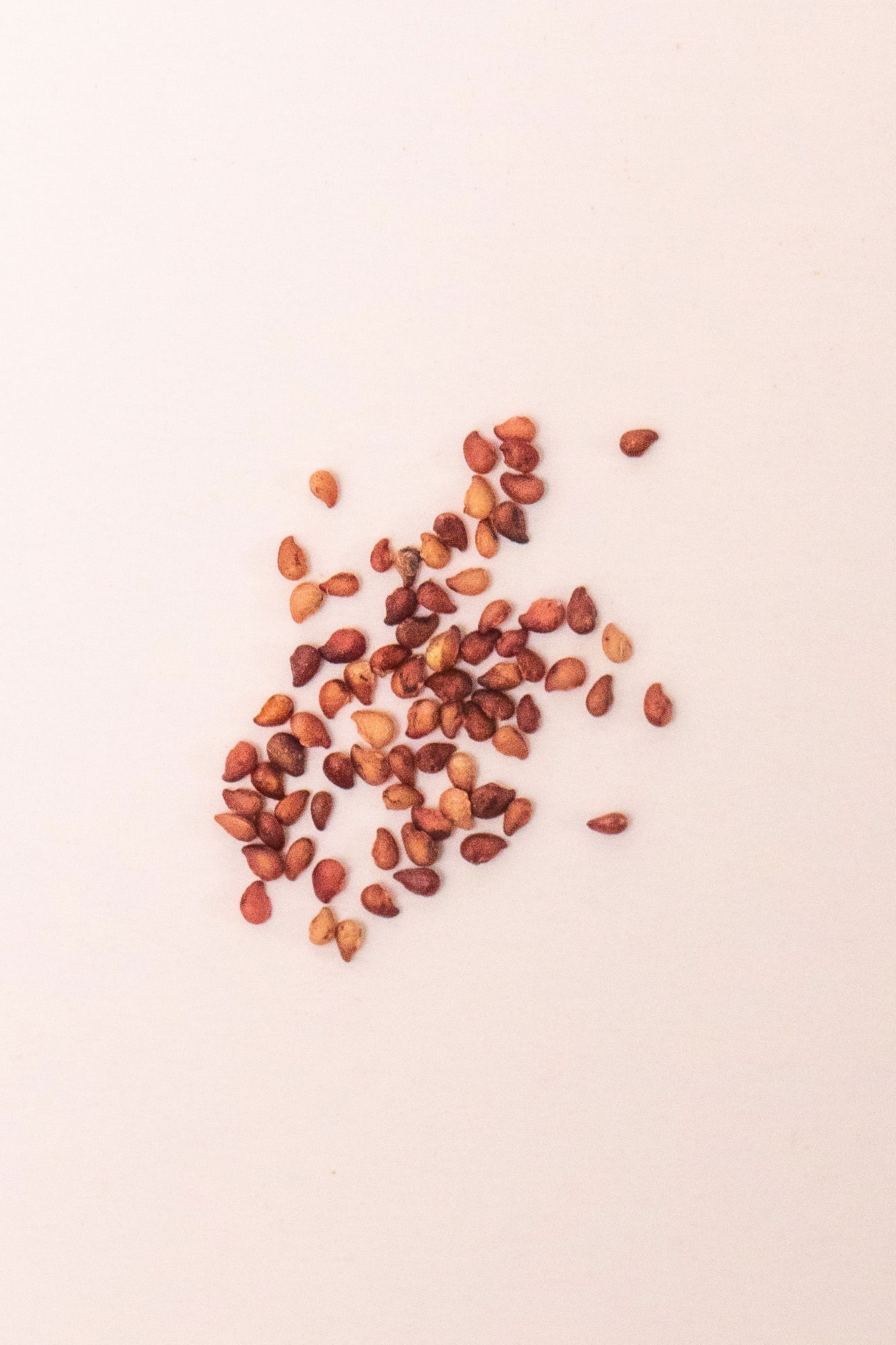 Mignonette strawberry seeds