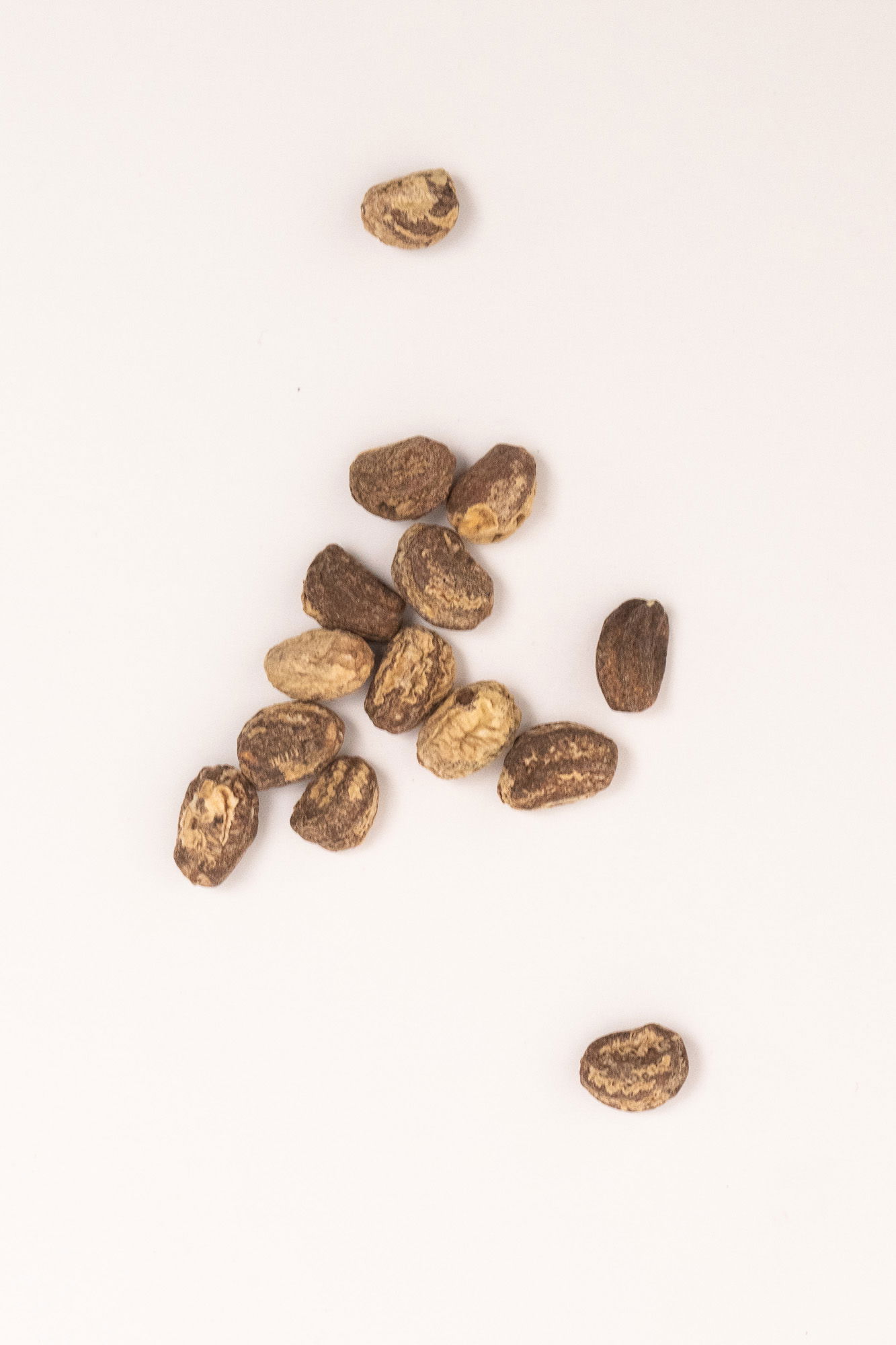 Empress of India Nasturtium seeds