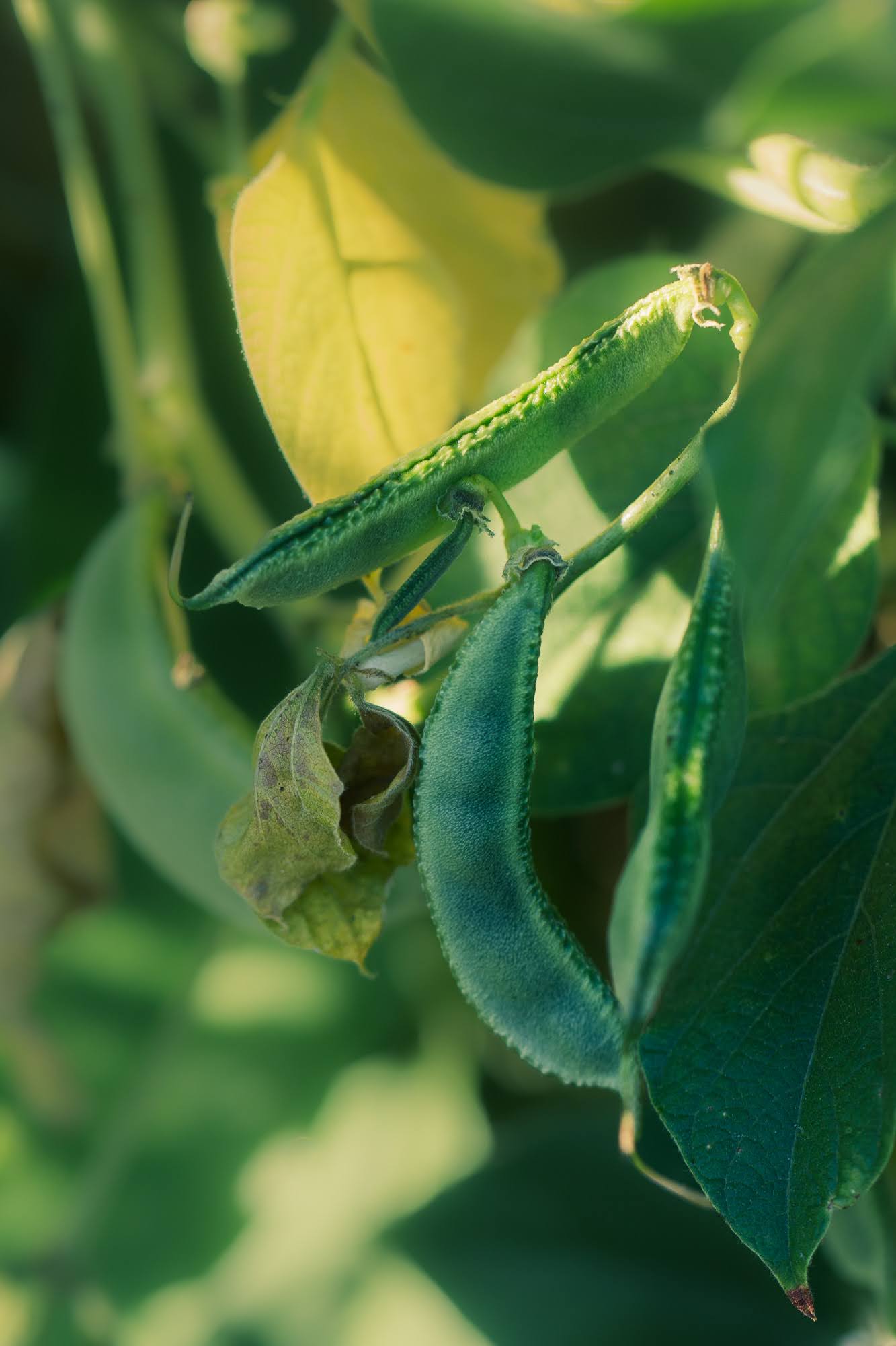 Papdi growing on a vine