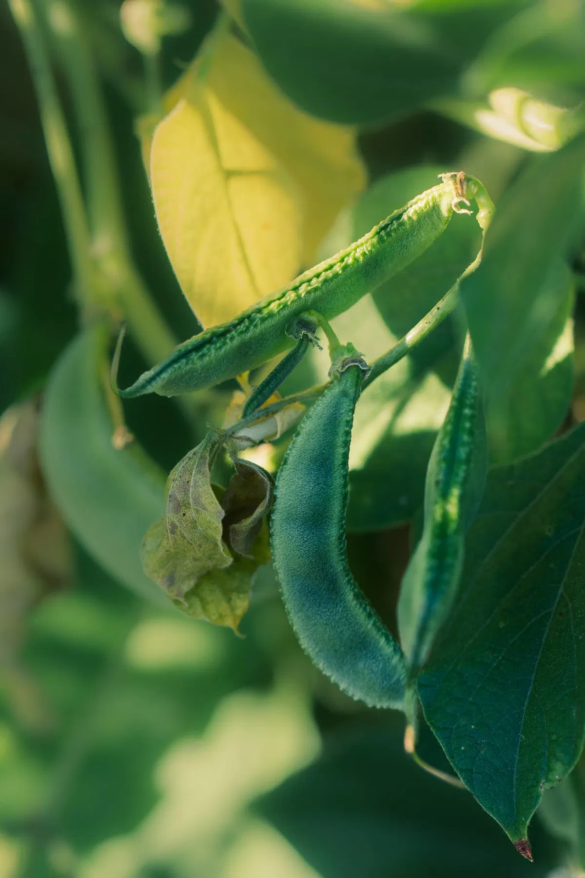 Papdi growing on a vine