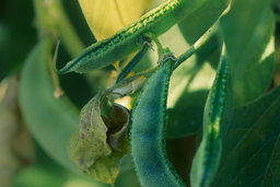 Papdi growing on a vine