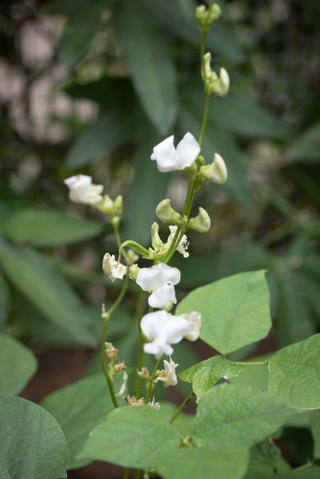 Papdi chandni flowers and pods