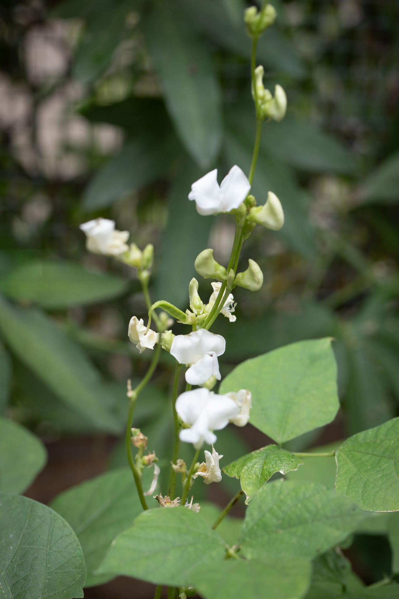 Papdi chandni flowers and pods