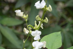 Papdi chandni flowers and pods