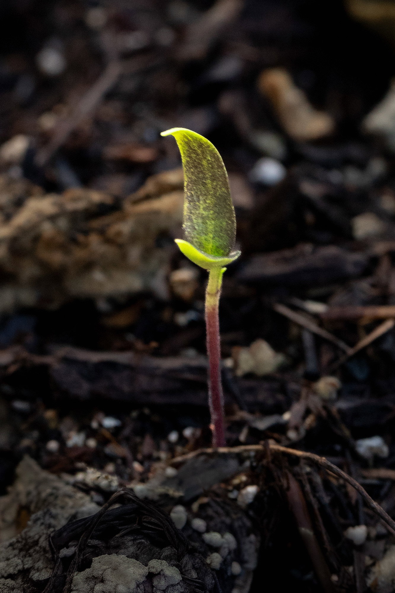 Shimla mirch seedling