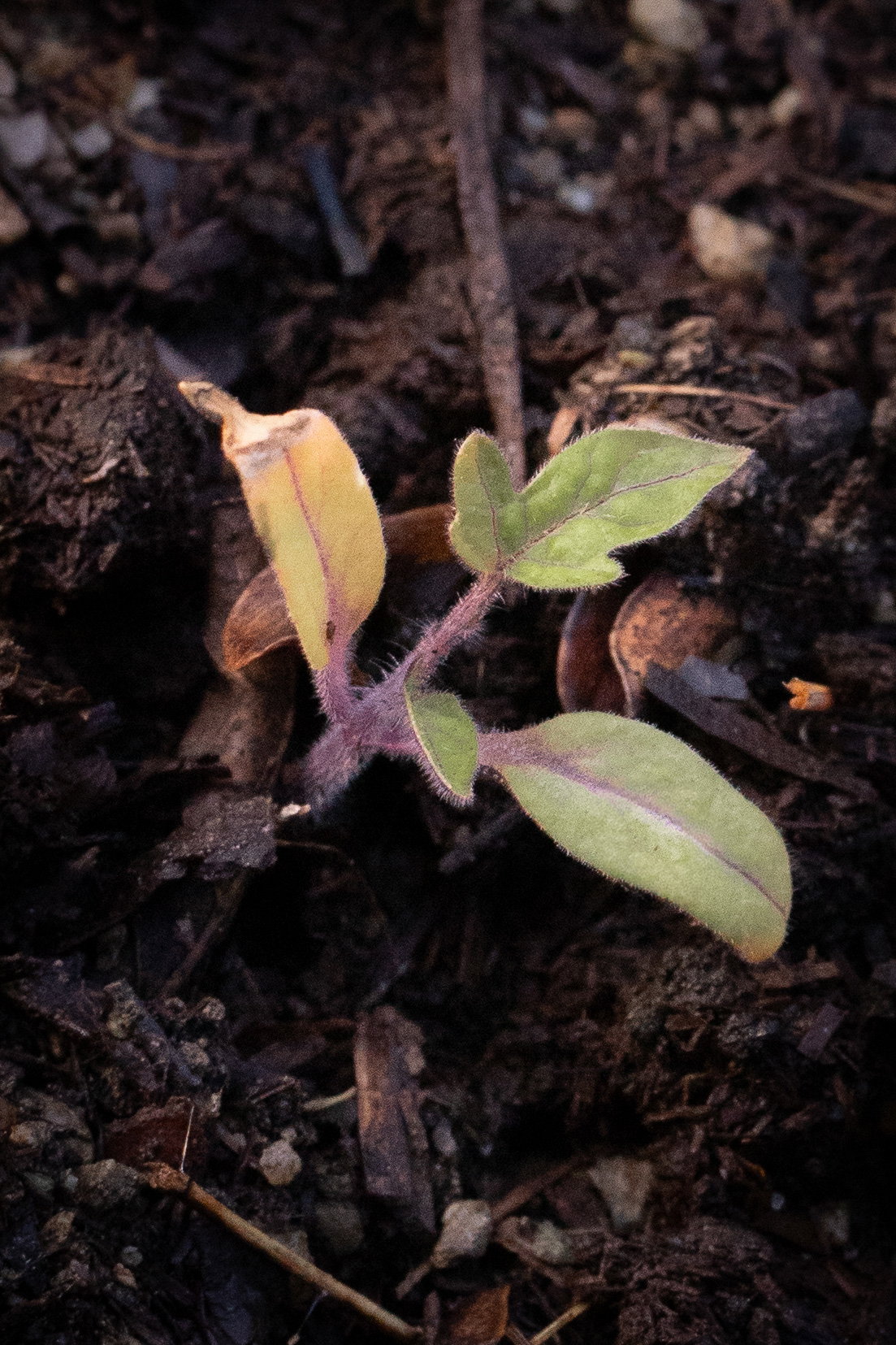San Marzano indeterminate seedling