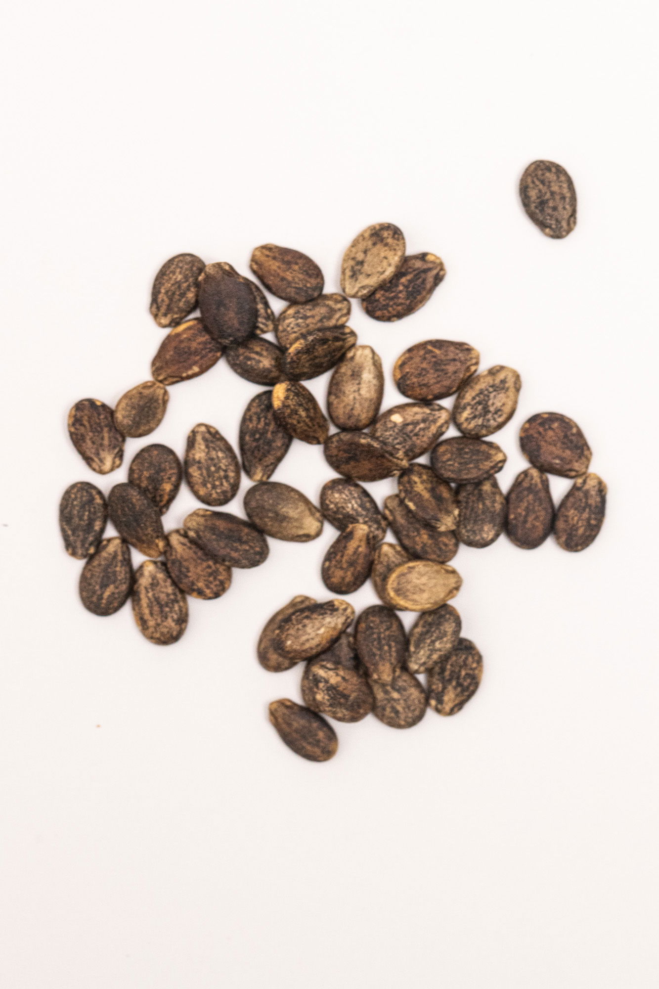 Crimson sweet watermelon seeds