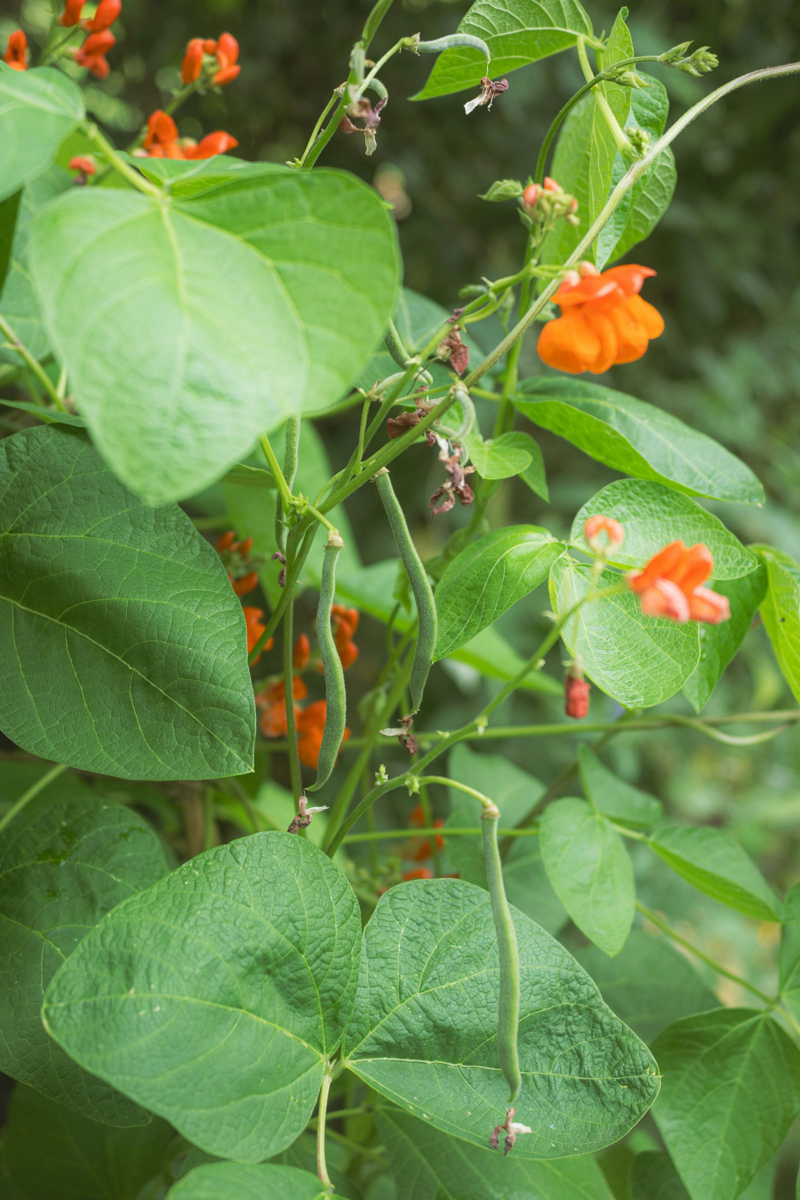 How to Grow Beans (Bush and Yardlong) in Warm-Season Gardens
