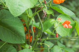 How to Grow Beans (Bush and Yardlong) in Warm-Season Gardens