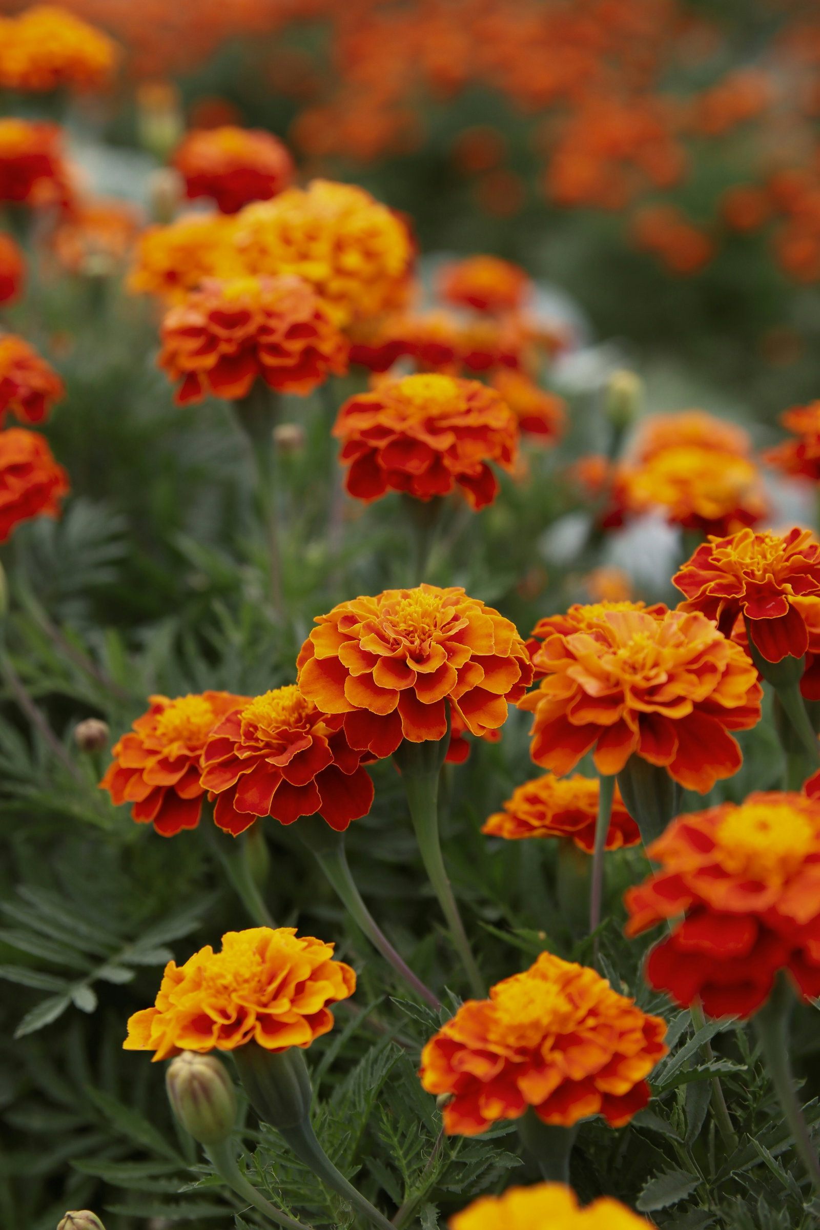 Marigolds