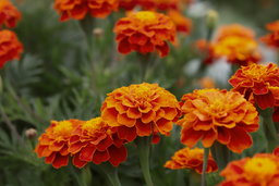 Marigolds