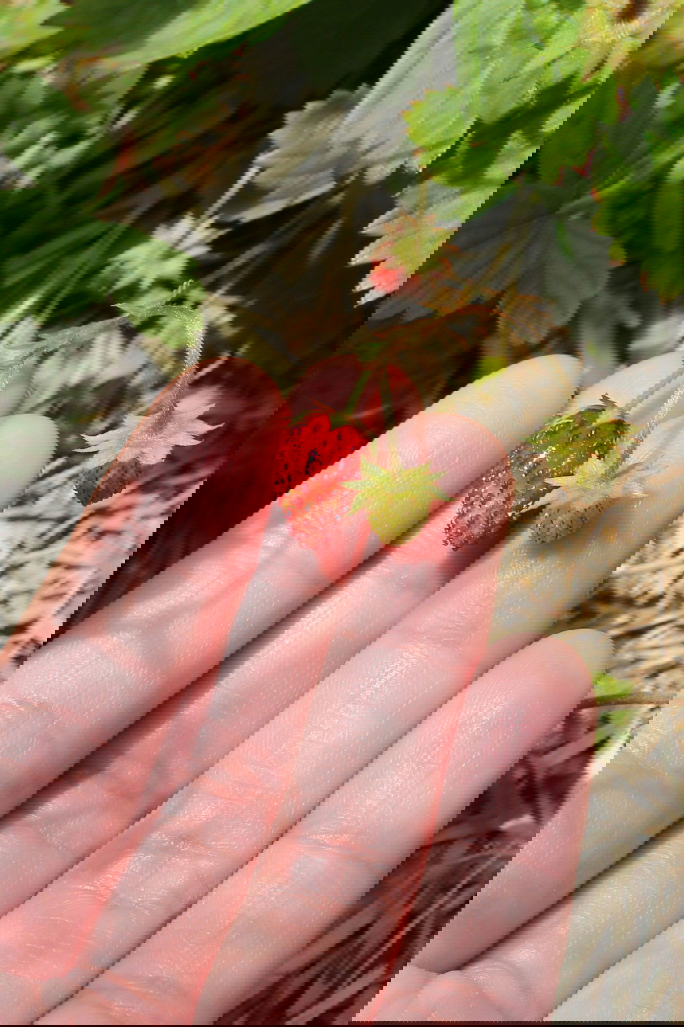 Mignonette strawberry