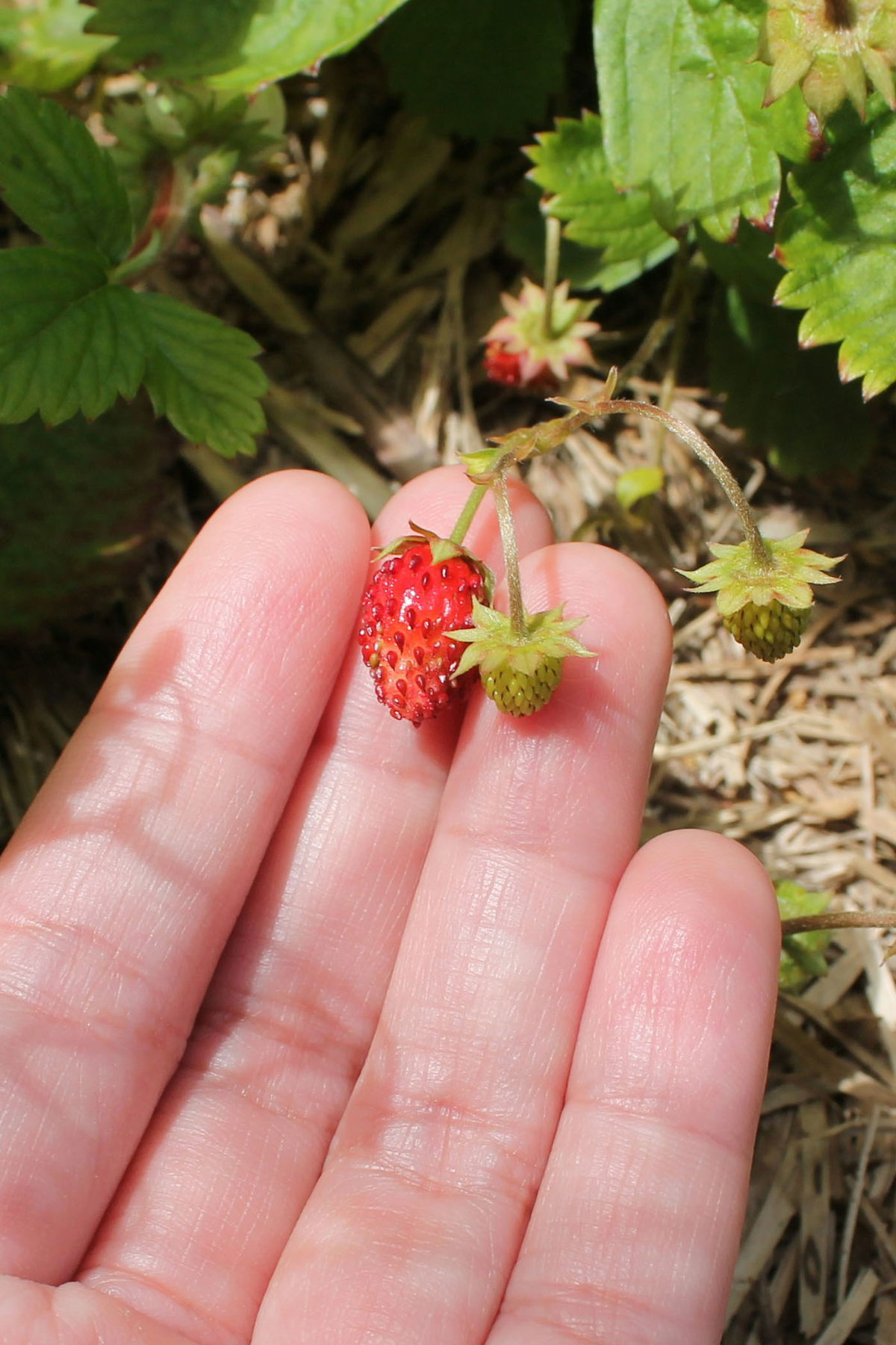 Mignonette strawberry