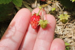 Growing Alpine Strawberries in the Kitchen Garden
