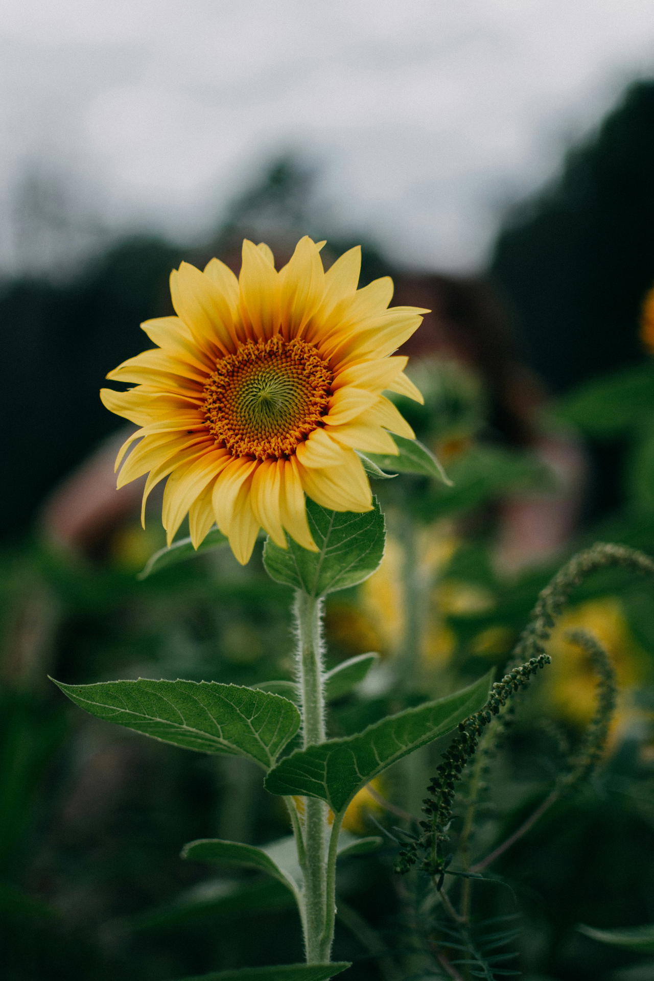 Sunflower in a garden