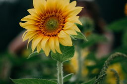 Growing Sunflowers from Seed