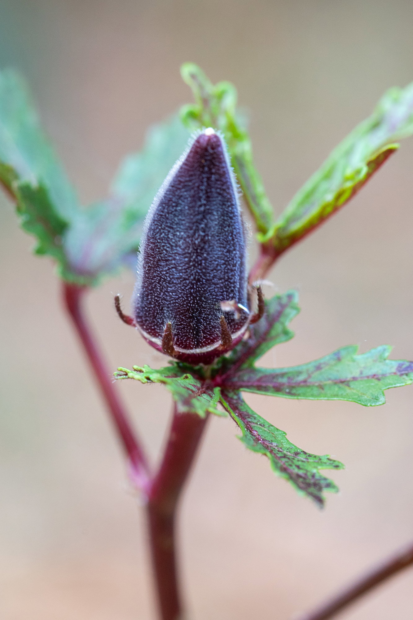 Young burgundy okra fruit on the plant.
