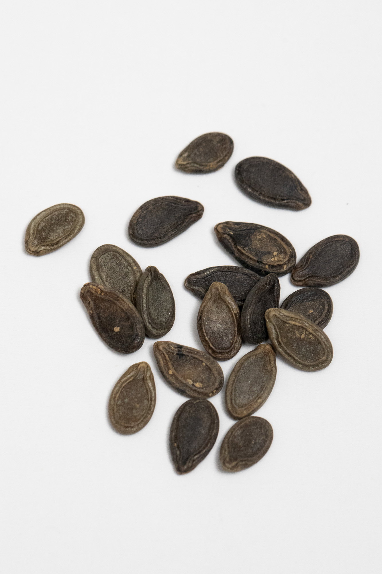 Tinda seeds