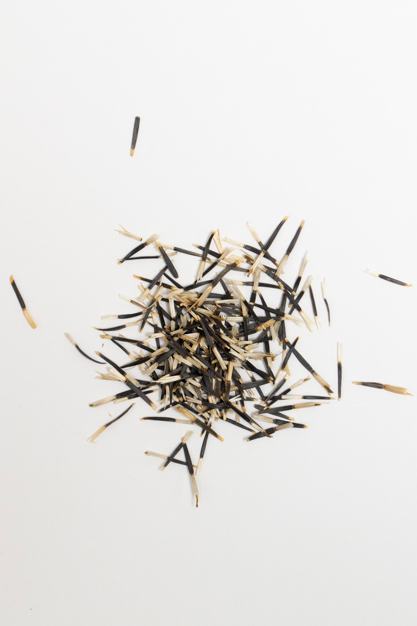 Cracker Jack marigold seeds